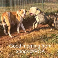 Bud, a male American Bulldog for sale in Martin, GA – Photo 9 of 10