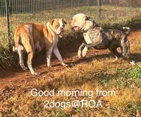 Bud, a male American Bulldog for sale in Martin, GA – Photo 9 of 10