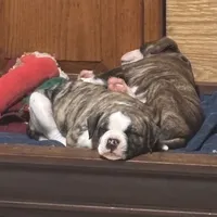 Bud, a male American Bulldog for sale in Martin, GA – Photo 2 of 10