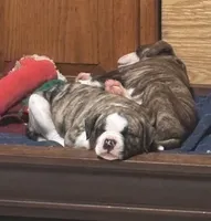 Bud, a male American Bulldog for sale in Martin, GA – Photo 2 of 10