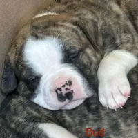 Bud, a male American Bulldog for sale in Martin, GA – Photo 7 of 10