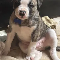 Bud, a male American Bulldog for sale in Martin, GA – Photo 1 of 10