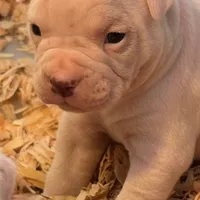 Snow Flake, a female American Bulldog for sale in Martin, GA – Photo 6 of 10