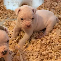 Snow Flake, a female American Bulldog for sale in Martin, GA – Photo 8 of 10