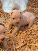 processed/813a53f4-5928-4d46-bbc7-4663a995a5ca/listing/9af971d8-d2f3-492a-b66a-6f1b99ee8769/43d8fafe-b709-4411-b820-4ffa62daaca3