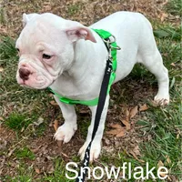 Snow Flake, a female American Bulldog for sale in Martin, GA – Photo 1 of 10