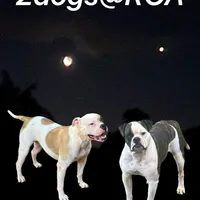 Snow Flake, a female American Bulldog for sale in Martin, GA – Photo 9 of 10