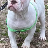 Snow Flake, a female American Bulldog for sale in Martin, GA – Photo 2 of 10