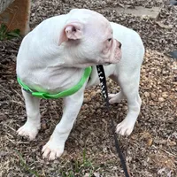 Snow Flake, a female American Bulldog for sale in Martin, GA – Photo 10 of 10