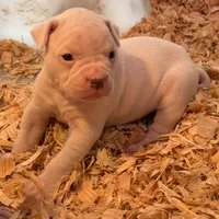 Snow Flake, a female American Bulldog for sale in Martin, GA – Photo 7 of 10