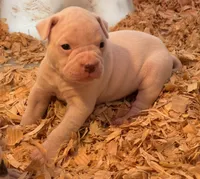 processed/813a53f4-5928-4d46-bbc7-4663a995a5ca/listing/9af971d8-d2f3-492a-b66a-6f1b99ee8769/88b626e9-f803-4764-9dcf-54b176df29fb