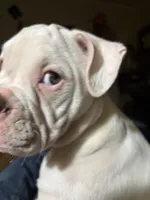 Snow Flake, a female American Bulldog for sale in Martin, GA – Photo 9 of 10