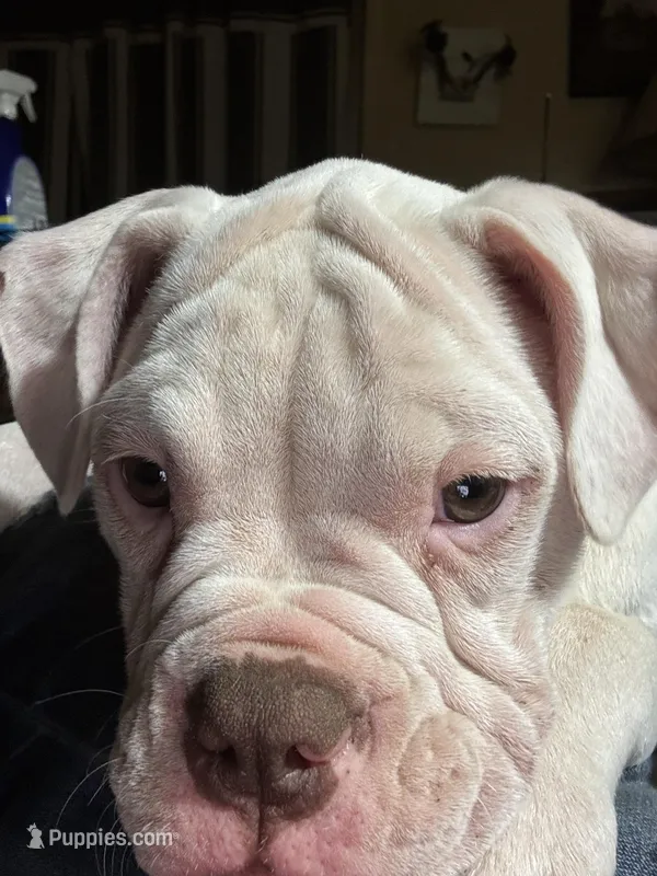 Snow Flake – American Bulldog puppy for sale in Martin, GA