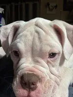 Snow Flake, a female American Bulldog for sale in Martin, GA – Photo 1 of 10