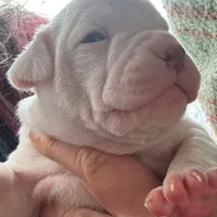 Snow Flake, a female American Bulldog for sale in Martin, GA – Photo 4 of 10