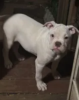 Snow Flake, a female American Bulldog for sale in Martin, GA – Photo 10 of 10