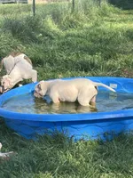 Snow Flake, a female American Bulldog for sale in Martin, GA – Photo 7 of 7