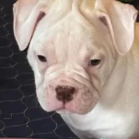 Snow Flake, a female American Bulldog for sale in Martin, GA – Photo 3 of 10