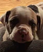 processed/813a53f4-5928-4d46-bbc7-4663a995a5ca/listing/b40e3b7d-b024-40fa-90ab-9114660a592f/372b3e2f-4e26-4fce-95b2-d0e1b3e2175a