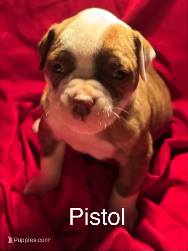 Pistol