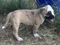 Beanie Baby, a male American Bulldog for sale in Martin, GA – Photo 4 of 8