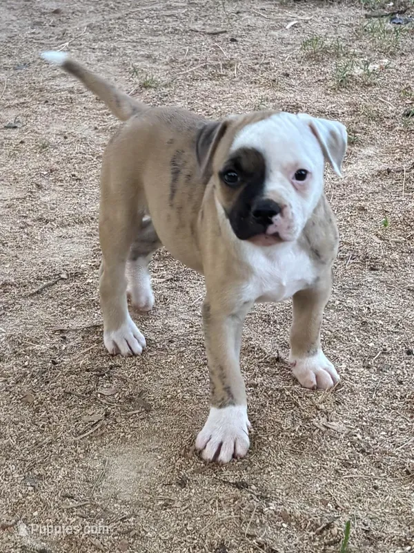 Beanie Baby, a male American Bulldog for sale in Martin, GA – Photo 1 of 8