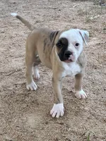 Beanie Baby, a male American Bulldog for sale in Martin, GA – Photo 1 of 8