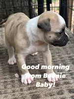 Beanie Baby, a male American Bulldog for sale in Martin, GA – Photo 2 of 8