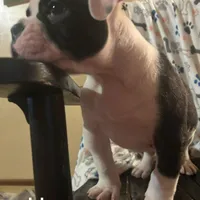 Hoss, a male American Bulldog for sale in Martin, GA – Photo 1 of 9