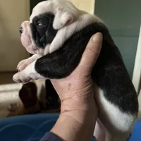 Hoss, a male American Bulldog for sale in Martin, GA – Photo 3 of 9