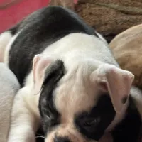 Hoss, a male American Bulldog for sale in Martin, GA – Photo 2 of 9