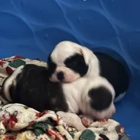 Hoss, a male American Bulldog for sale in Martin, GA – Photo 5 of 9