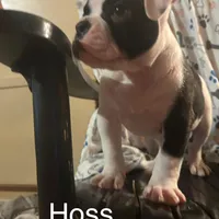 Hoss, a male American Bulldog for sale in Martin, GA – Photo 9 of 9