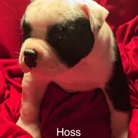 Hoss, a male American Bulldog for sale in Martin, GA – Photo 6 of 9