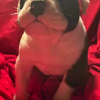 Hoss, a male American Bulldog for sale in Martin, GA – Photo 8 of 9