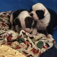 Hoss, a male American Bulldog for sale in Martin, GA – Photo 7 of 9