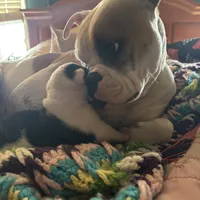 Hoss, a male American Bulldog for sale in Martin, GA – Photo 4 of 9