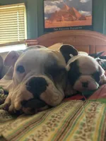 processed/813a53f4-5928-4d46-bbc7-4663a995a5ca/listing/cb313d90-4473-48a7-bd1b-4541d33f2d96/f5a2f89a-714b-46ff-b88f-1002694101a8