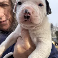 Addie, a female American Bulldog for sale in Martin, GA – Photo 3 of 9