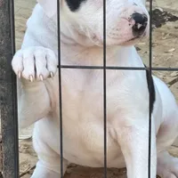 Addie, a female American Bulldog for sale in Martin, GA – Photo 1 of 9