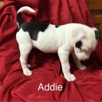 Addie, a female American Bulldog for sale in Martin, GA – Photo 7 of 9