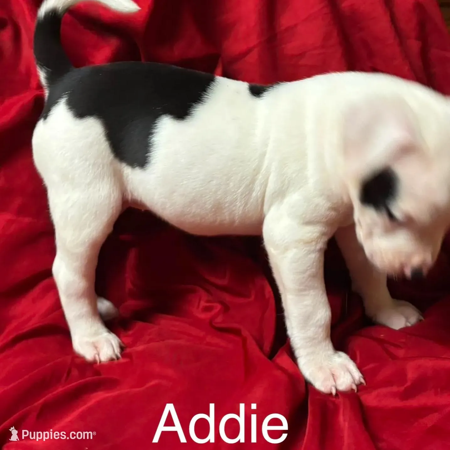 Addie, a female American Bulldog for sale in Martin, GA – Photo 2 of 9