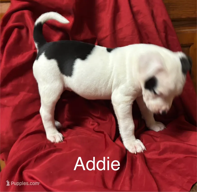 Addie