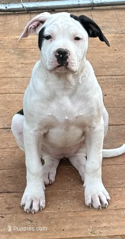 Addie – American Bulldog puppy for sale in Martin, GA