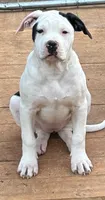 Addie, a female American Bulldog for sale in Martin, GA – 1 of 7
