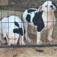 Addie, a female American Bulldog for sale in Martin, GA – Photo 9 of 9