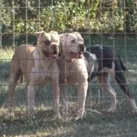 Addie, a female American Bulldog for sale in Martin, GA – Photo 5 of 9