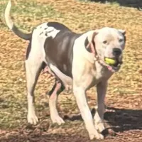 Addie, a female American Bulldog for sale in Martin, GA – Photo 6 of 9