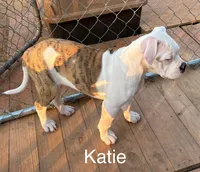 Katie, a female American Bulldog for sale in Martin, GA – Photo 7 of 8
