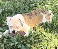 Katie, a female American Bulldog for sale in Martin, GA – Photo 2 of 8